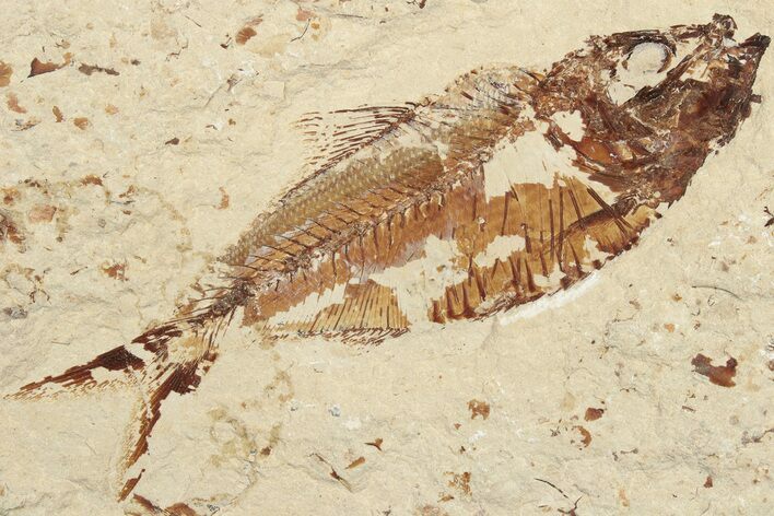 Cretaceous Fossil Fish (Armigatus) - Lebanon #201371